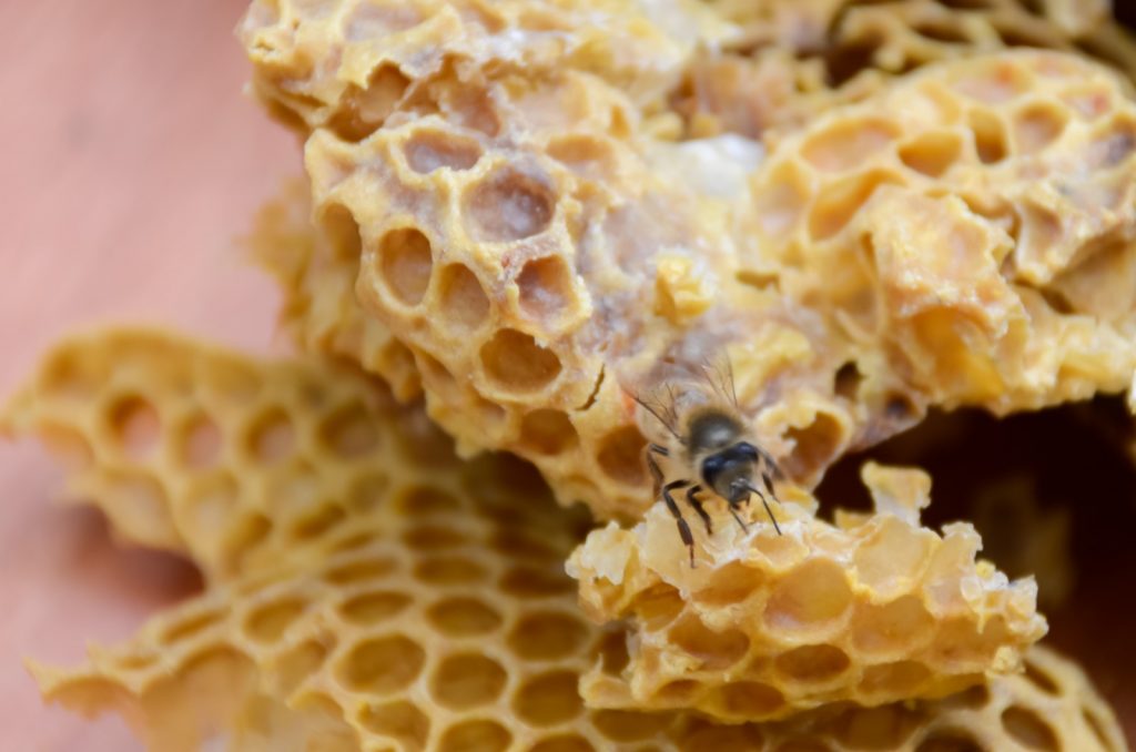 abeille miel cire rayon