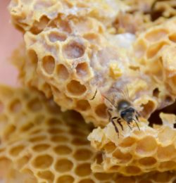 abeille miel cire rayon